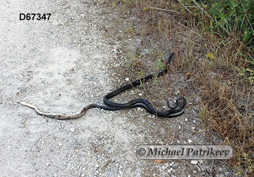 Black Rat Snake (Elaphe obsoleta alleghaniensis)